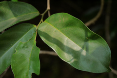 Sarcostigma kleinii